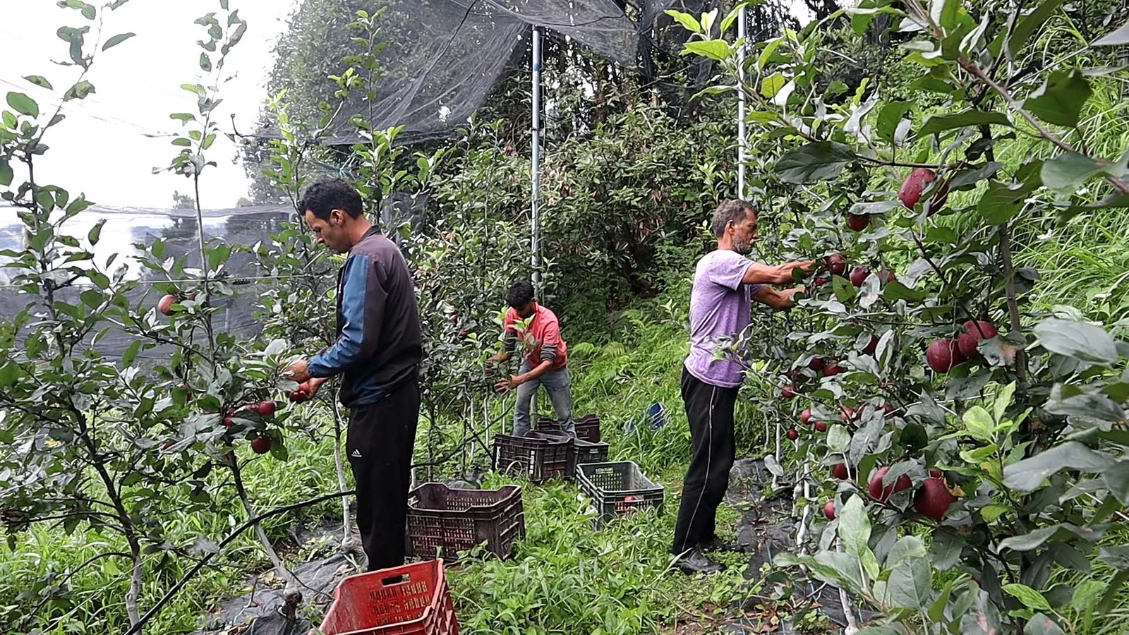Apple orchard project