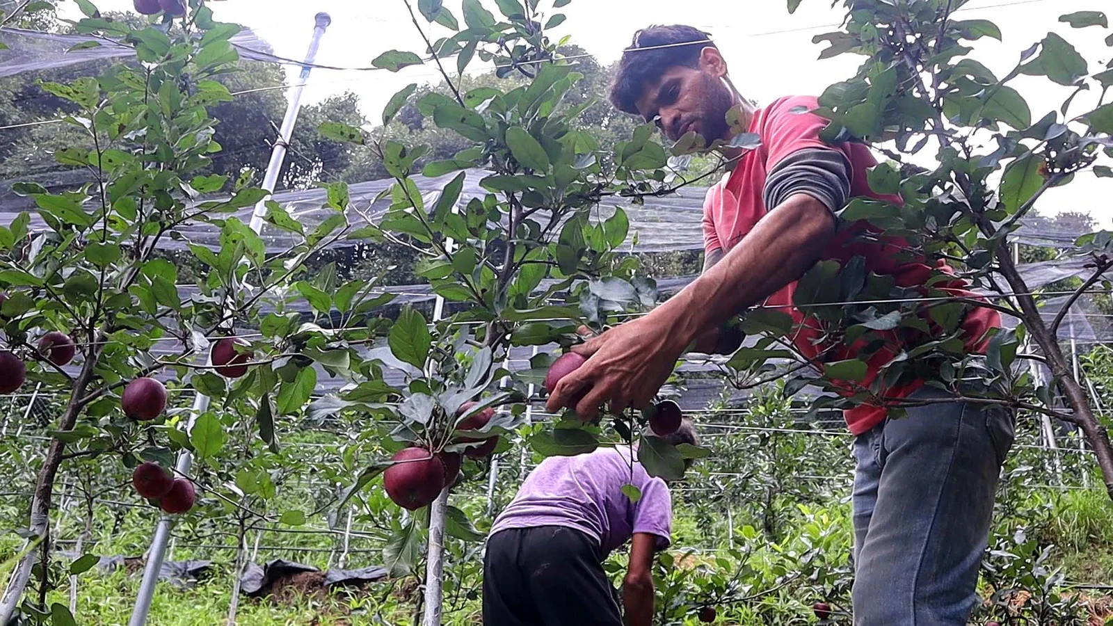 Apple harvesting in a modern orchard