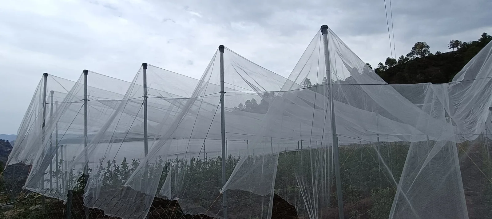 Trellis infrastructure project