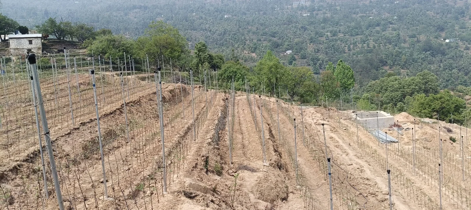 Orchard infrastructure project