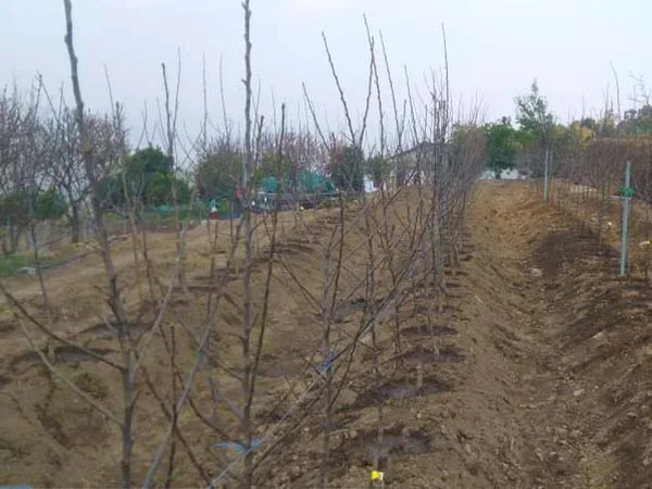 Plantation work in prepared agricultural soil