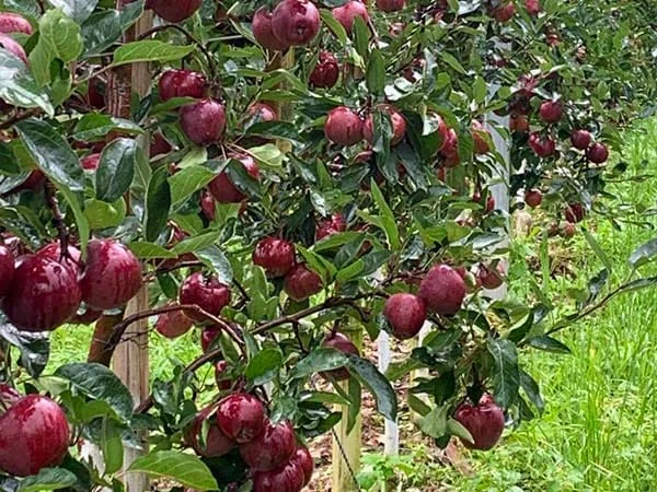 Field consultant supporting orchard care