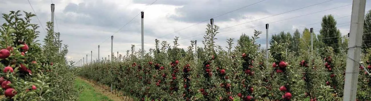 Drip irrigation orchard project